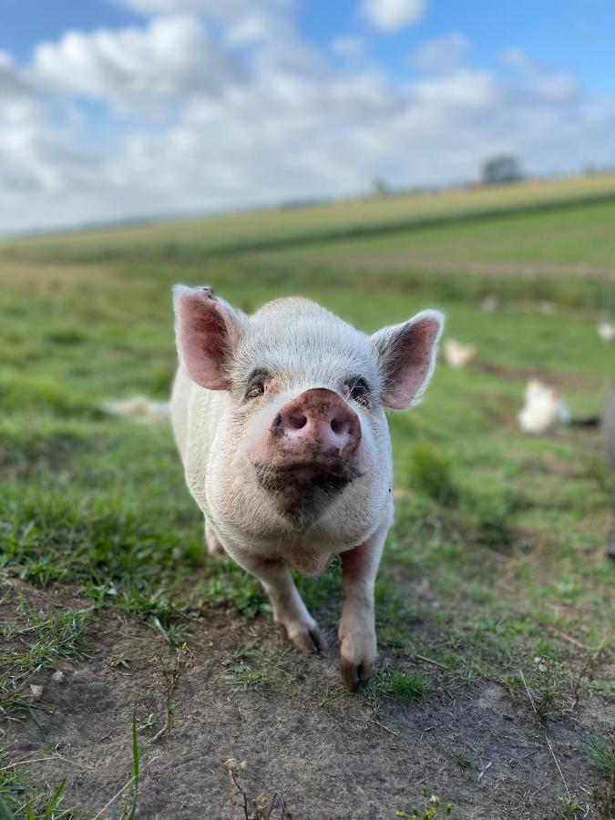 Apartament “In Oans Oefje” Parel In De Polder! Lewedorp Zewnętrze zdjęcie